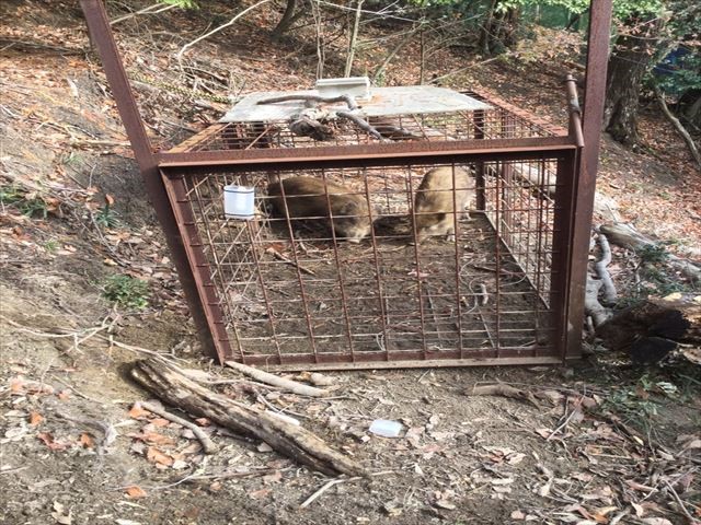 写真1新開発の通知システムで捕獲したイノシシ(滋賀県大津市比叡平)